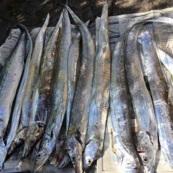 釣れ続く太刀魚